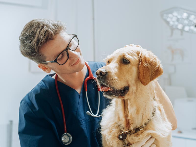 Un vétérinaire et un chien